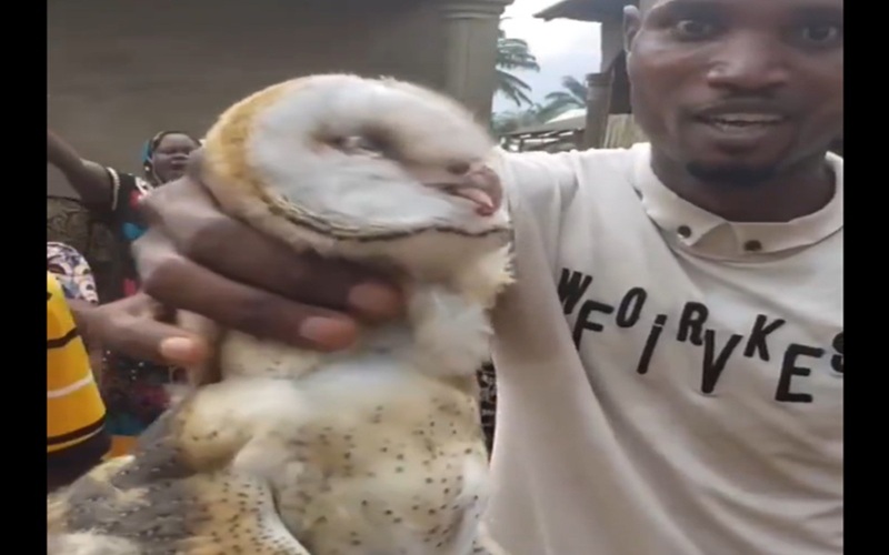Churchgoers Kill Owl, Claim It Came To Steal Their Destinies