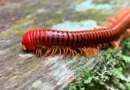 Millipedes Could Hold the Key to Future Pain Relief, New Research Finds
