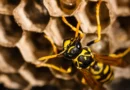 Radioactive Wasp Nest Found at Former US Nuclear Facility