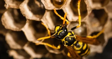 Radioactive Wasp Nest Found at Former US Nuclear Facility