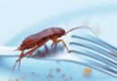 Cockroaches May Be Polluting the Air You Breathe