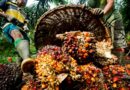 Hidden Dangers of Adulterated Palm Oil in Nigeria