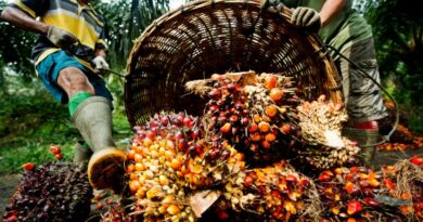 Hidden Dangers of Adulterated Palm Oil in Nigeria