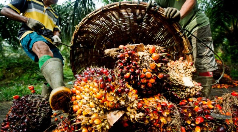 Hidden Dangers of Adulterated Palm Oil in Nigeria