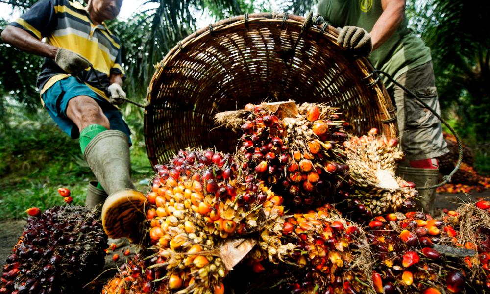 Hidden Dangers of Adulterated Palm Oil in Nigeria
